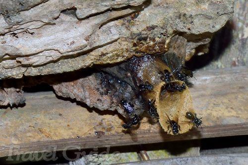マリマリ文化村　蜂の巣